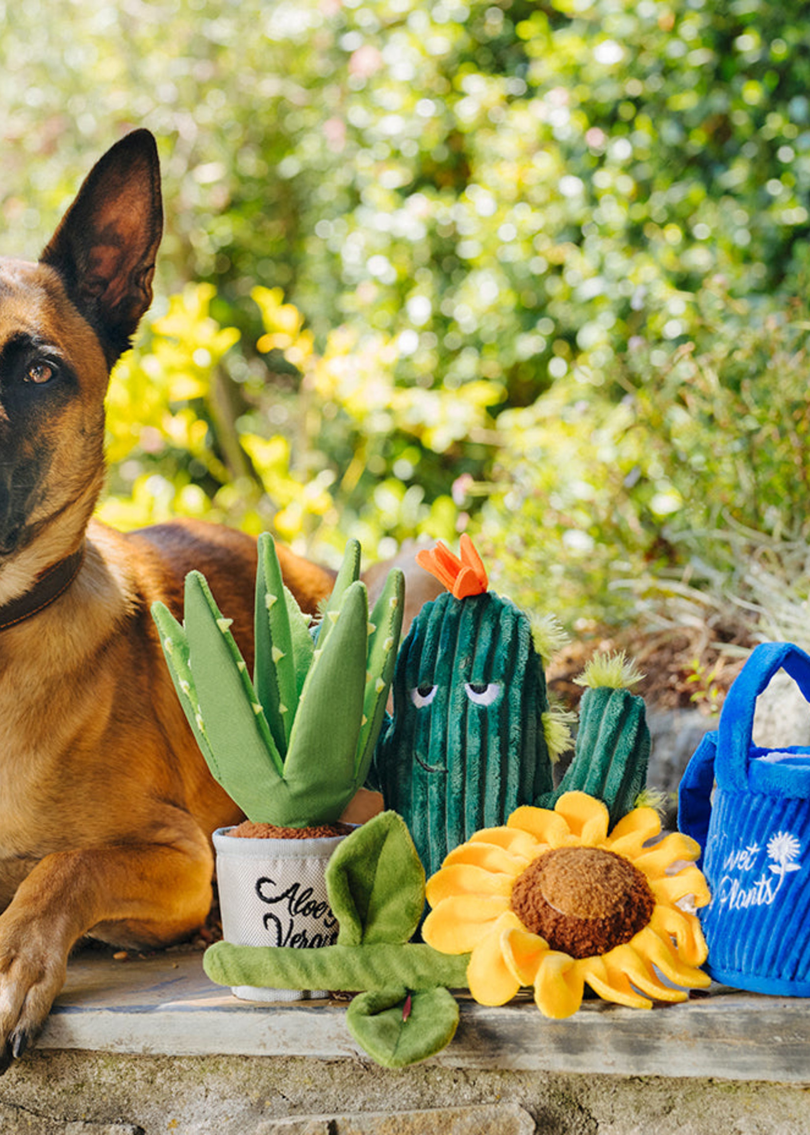 Blooming Buddies Collection - Aloe Vera