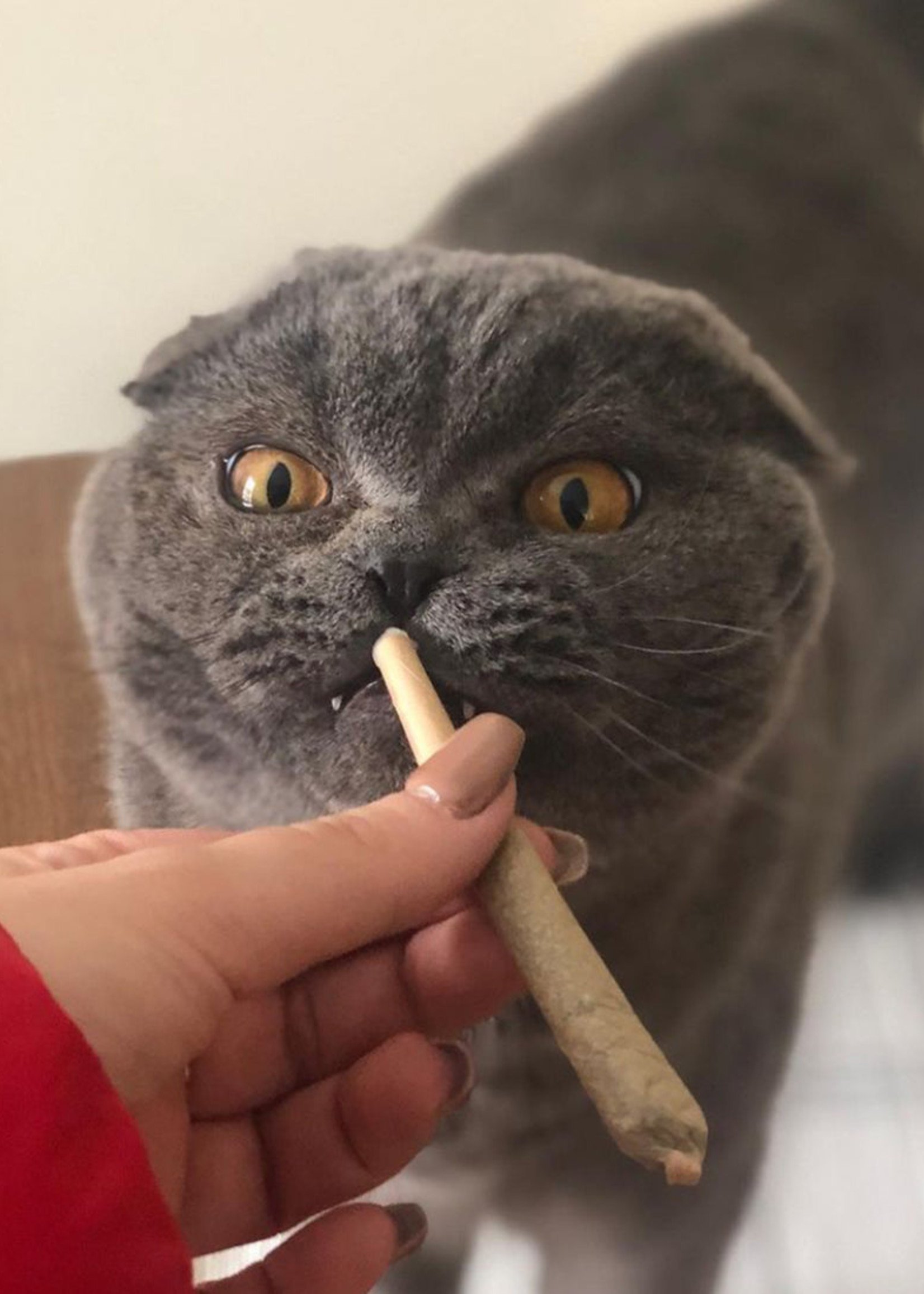 Meowijuana - Catnip filled Joints