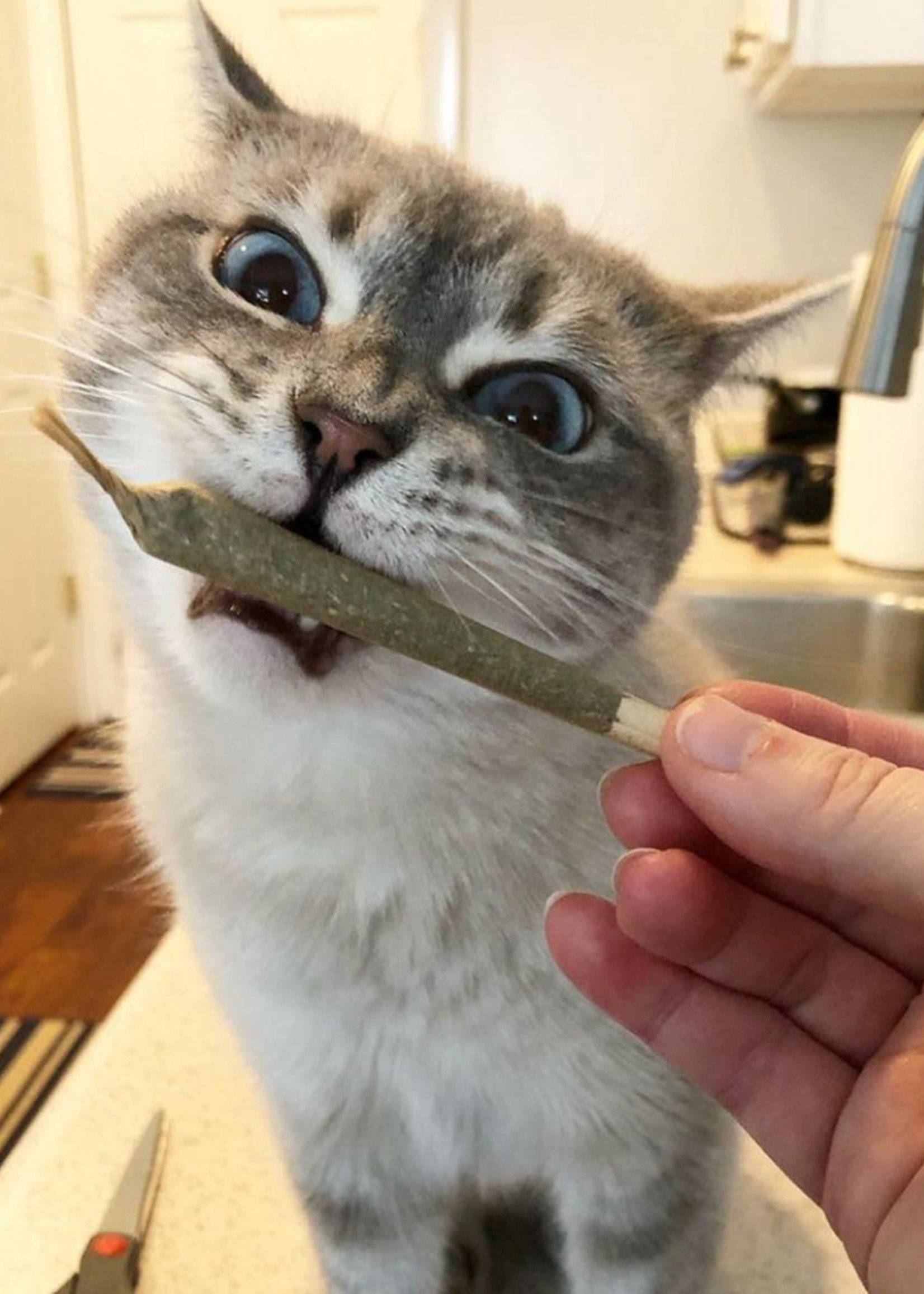 Meowijuana - Catnip filled Joints