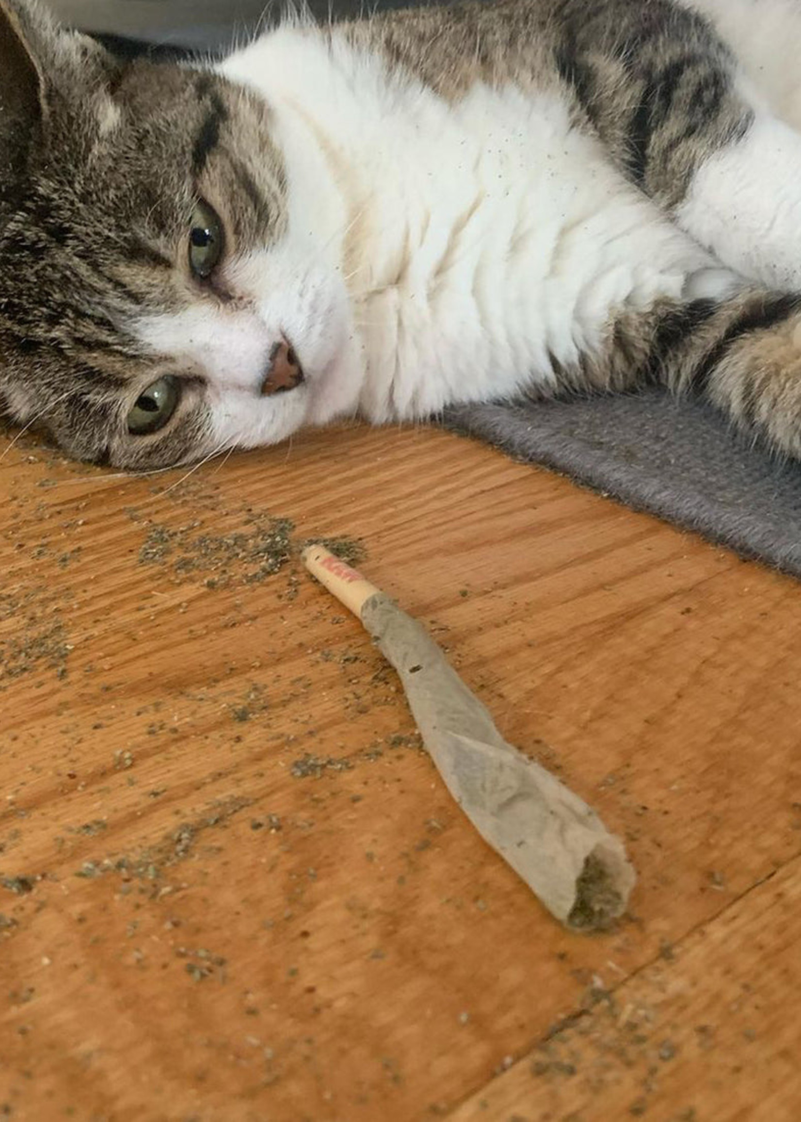 Meowijuana - Catnip filled Joints