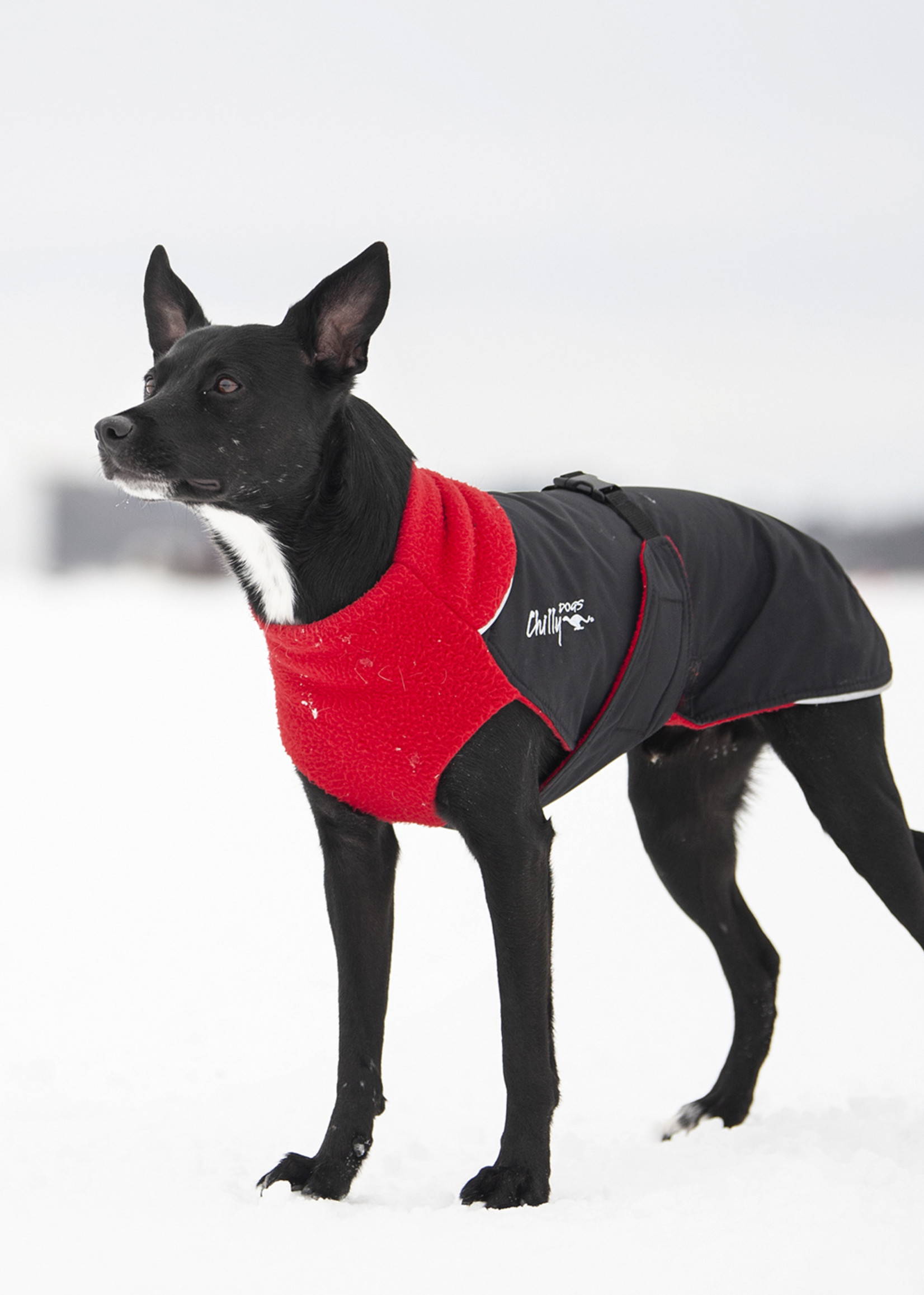 Chilly Dogs Chilly Dogs Great White North Coat Red Standard 16