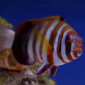 Harlequin Tuskfish