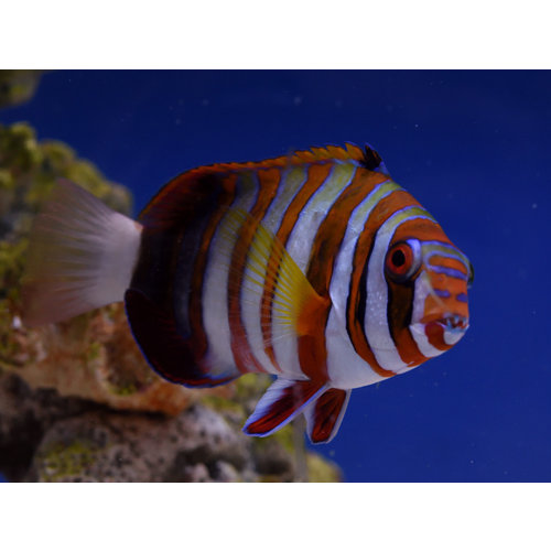 Harlequin Tuskfish