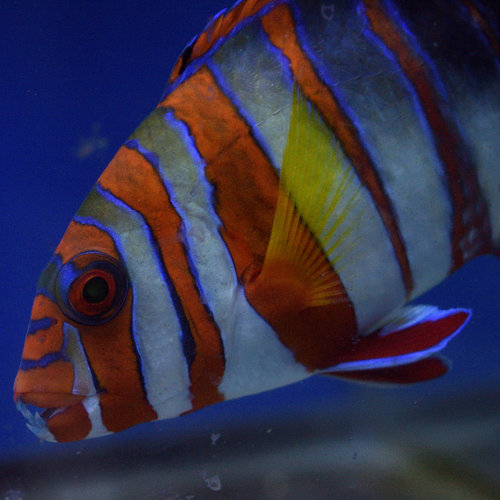 Harlequin Tuskfish