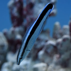 Cleaner Wrasse