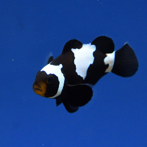 Phantom Clownfish Phantom Clownfish