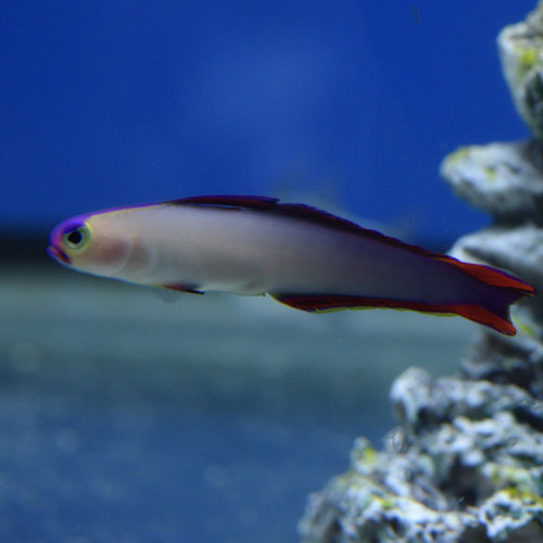 Purple Firefish Purple Firefish