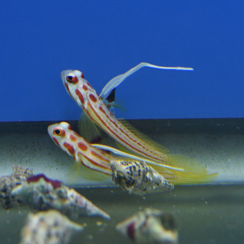 Yasha Hasha Goby (Aqua Cultured) Yasha Hasha Goby (Aqua Cultured)
