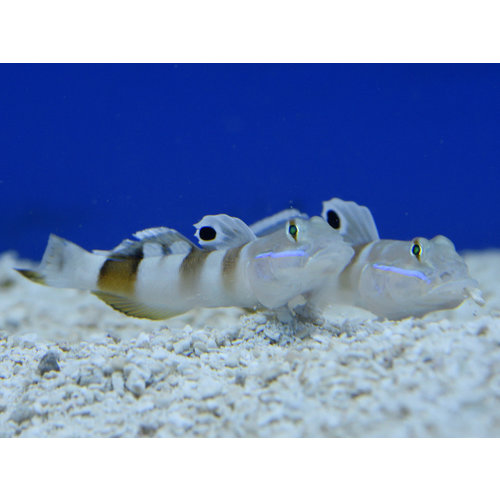 Tiger Sleeper Goby Tiger Sleeper Goby