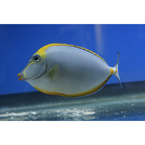 Blonde Naso Tang XL Blonde Naso Tang XL