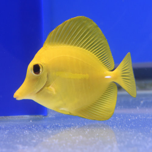 Yellow Tang (Wild) Yellow Tang (Wild)