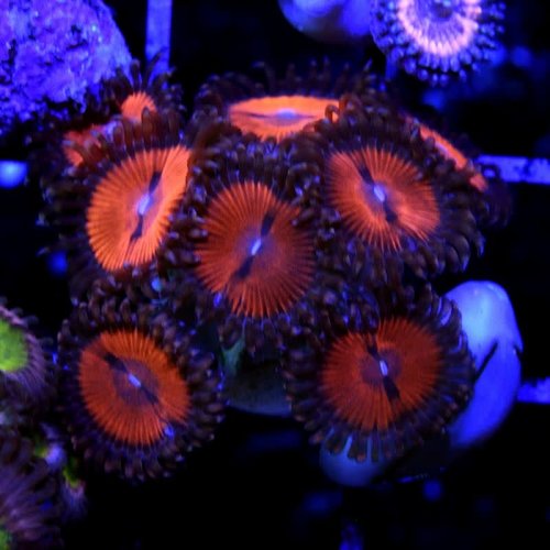 Bloodsucker Palythoa Bloodsucker Palythoa