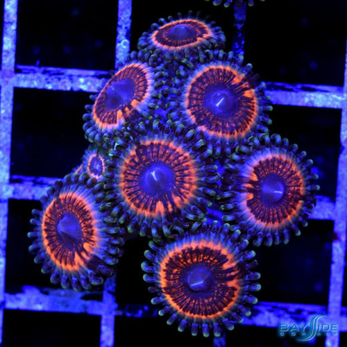 *CORAL* Armageddon Palythoa *CORAL* Armageddon Palythoa