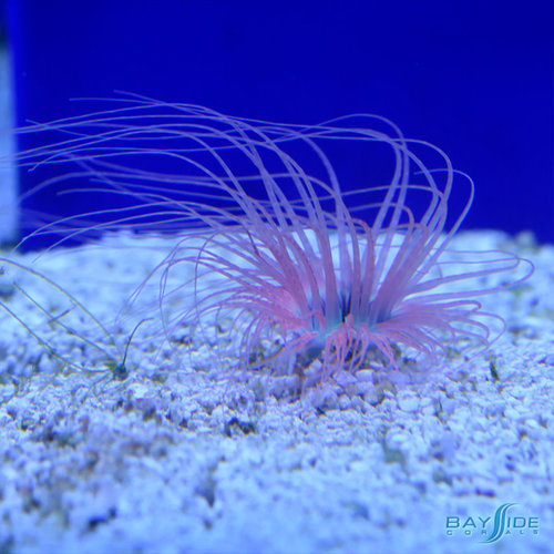 Orange/Pink Tube Anemone Orange/Pink Tube Anemone
