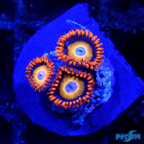 *CORAL* Blue Eye Blonde Zoanthid