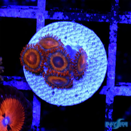 *CORAL* Orange Bam Bam Zoanthid *CORAL* Orange Bam Bam Zoanthid