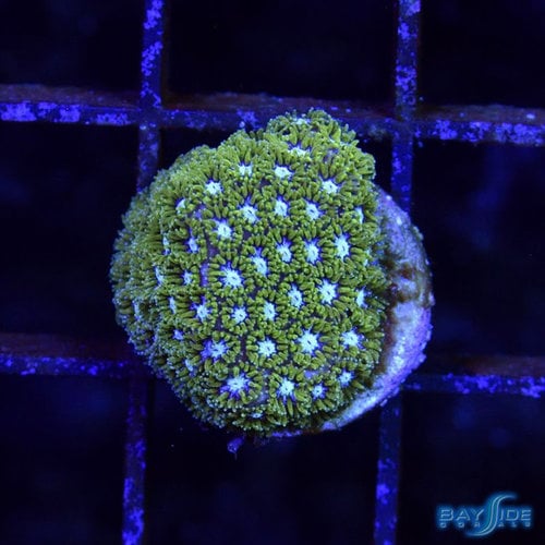 *CORAL* WWC Kermit the Frog Leptastrea S