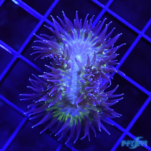 Walking Dendrophyllia Walking Dendrophyllia
