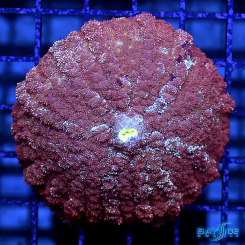 WYSIWYG Frazzlerock Pincushion Mushroom WYSIWYG Frazzlerock Pincushion Mushroom