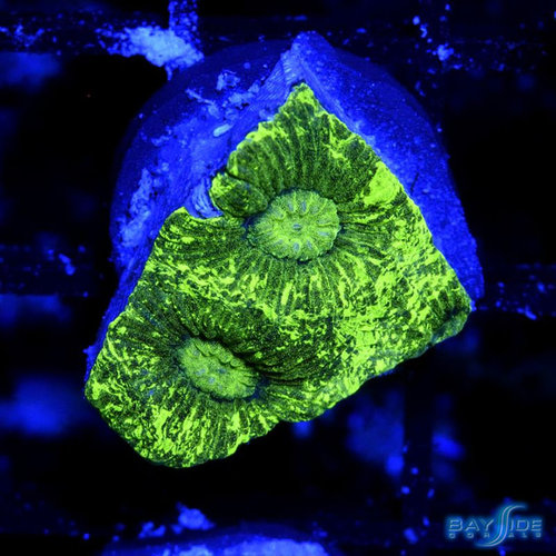 Kryptonite Goniastrea S Kryptonite Goniastrea S