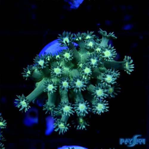 Green Goniopora S Green Goniopora S