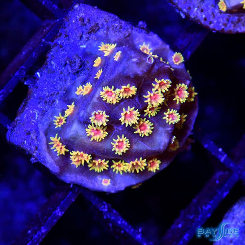 WWC Berserko Cyphastrea S WWC Berserko Cyphastrea S