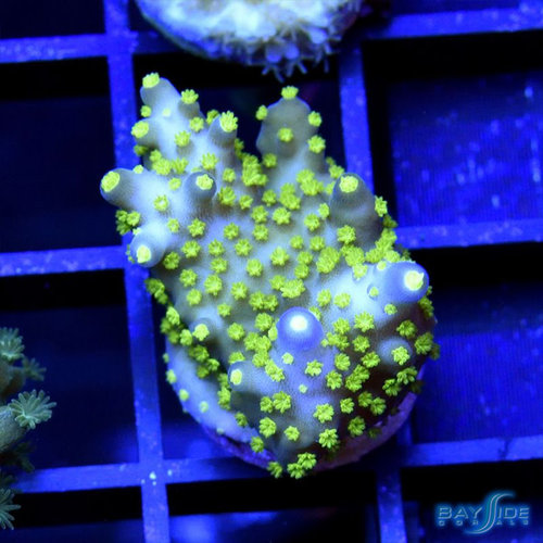 Bonzai Acropora Bonzai Acropora