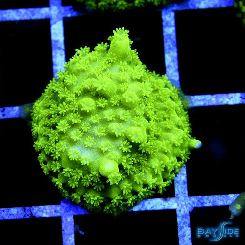 Frogskin Acropora Frogskin Acropora