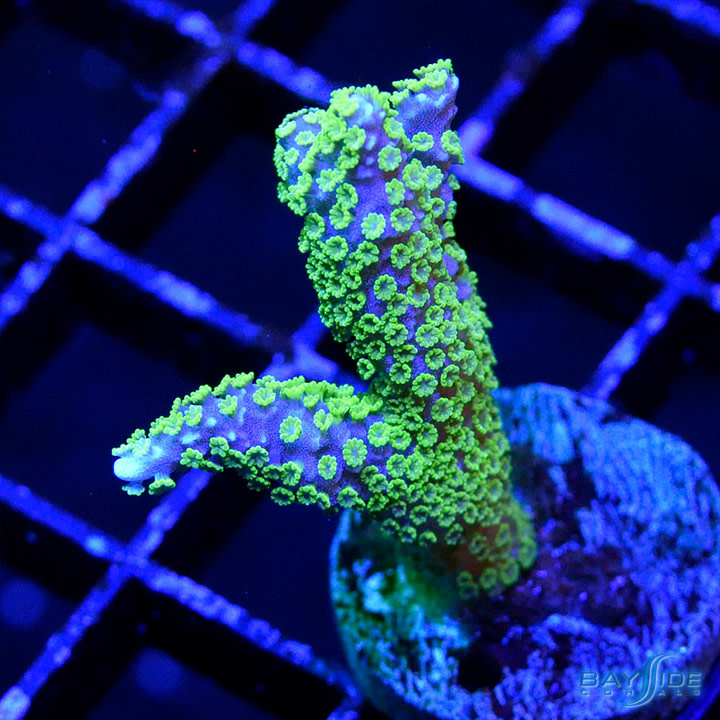 Tubbs Montipora Stellata - Bayside Corals