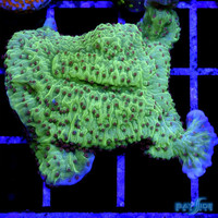 Season's Greetings Montipora Cap