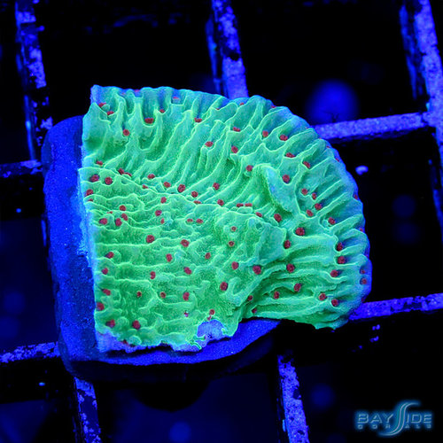 *CORAL* Season's Greetings Montipora Cap