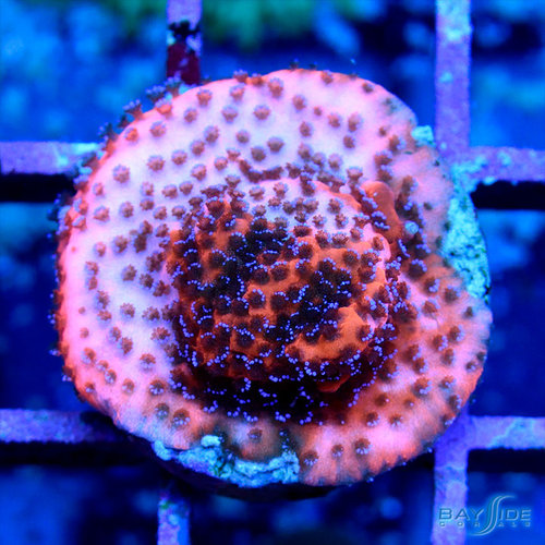 Mystic Montipora Mystic Montipora