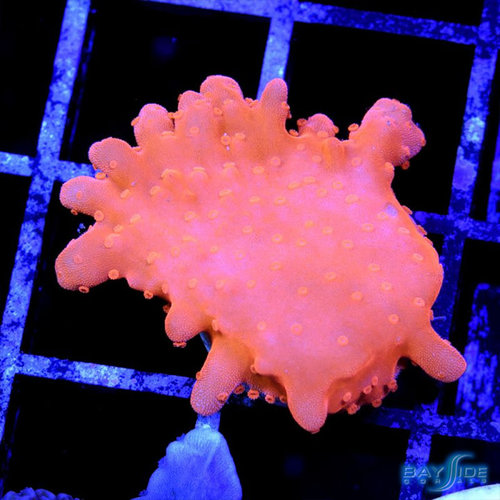 Orange Montipora Setosa Orange Montipora Setosa