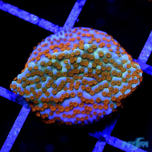 Jason Fox Aquaman Montipora S Jason Fox Aquaman Montipora S