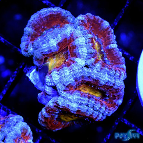 Ultra Acanthastrea S Ultra Acanthastrea S