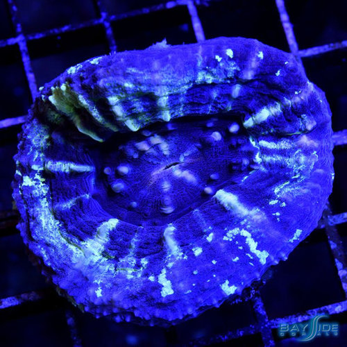 *WYSIWYG CORAL* Grade A Scolymia *WYSIWYG CORAL* Grade A Scolymia
