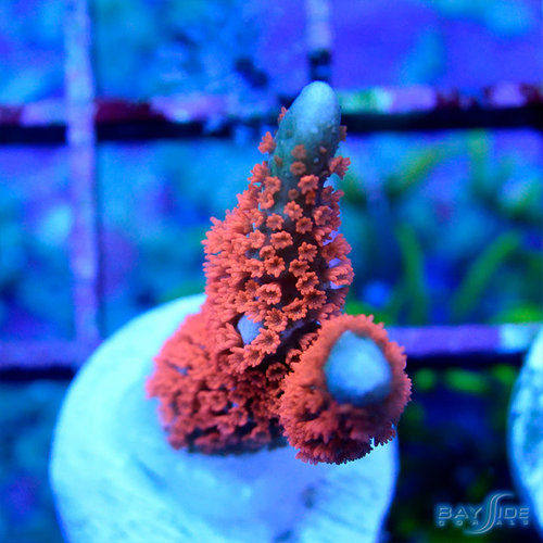 *CORAL* Forest Fire Montipora Digitata S *CORAL* Forest Fire Montipora Digitata S