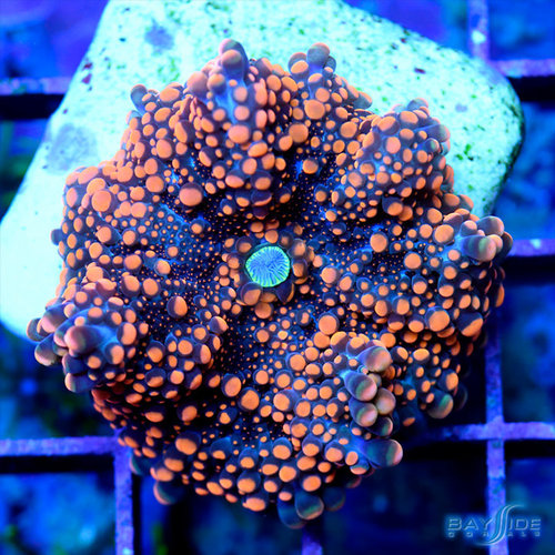 Blue Oxide Ricordea Yuma Blue Oxide Ricordea Yuma