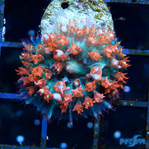 *CORAL* St. Thomas Mushroom S *CORAL* St. Thomas Mushroom S