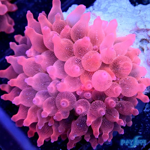 Rose Bubble Tip Anemone M