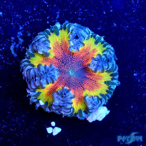 *CORAL* Rainbow Rock Flower Anemone (assorted) *CORAL* Rainbow Rock Flower Anemone (assorted)