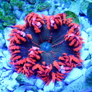 Ultra Rock Flower Anemone (assorted) Ultra Rock Flower Anemone (assorted)