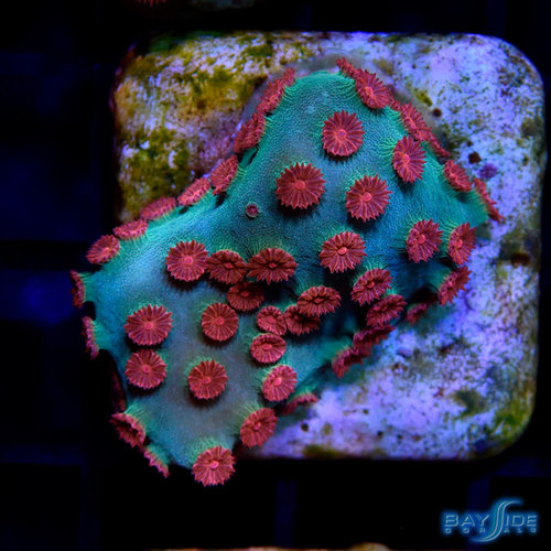 Encrusting LPS - Bayside Corals