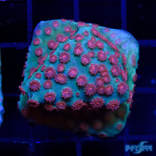 Meteor Shower Cyphastrea M Meteor Shower Cyphastrea M
