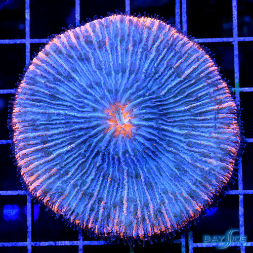 WYSIWYG Tangerine Fungia Plate WYSIWYG Tangerine Fungia Plate