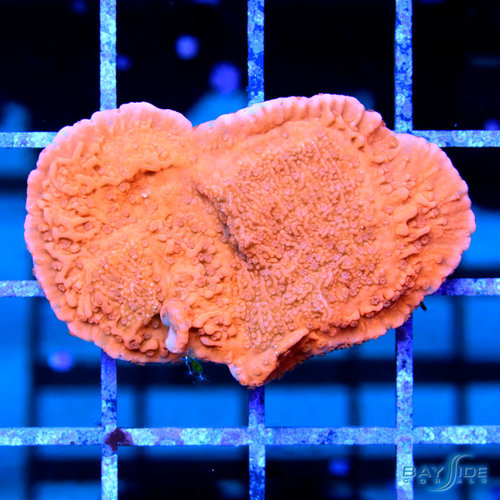 Red Montipora Cap M Red Montipora Cap M