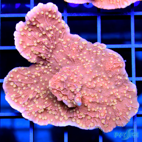 Starburst Montipora M Starburst Montipora M