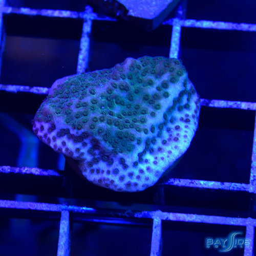 Poker Star Montipora Poker Star Montipora