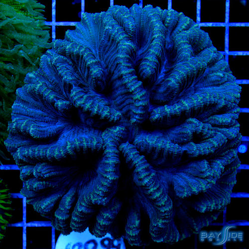 *WYSIWYG CORAL* Squid Brain Pectinia *WYSIWYG CORAL* Squid Brain Pectinia