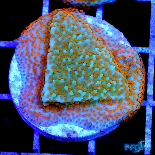 Jason Fox Aquaman Montipora L Jason Fox Aquaman Montipora L
